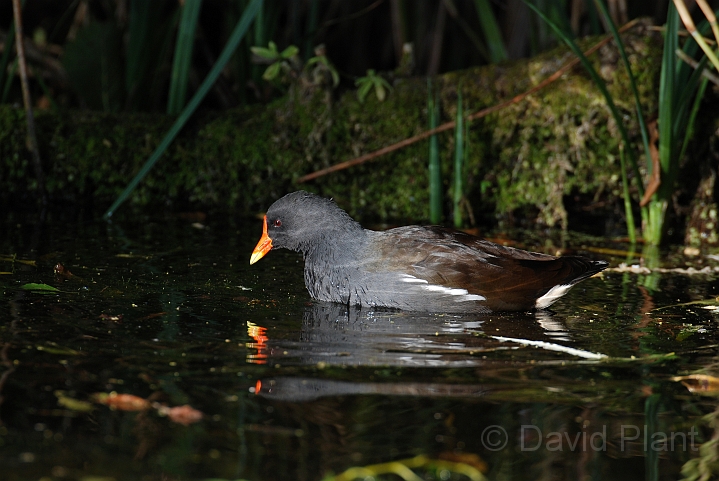Moorhen - E.jpg - Moorhen - Cambridgeshire